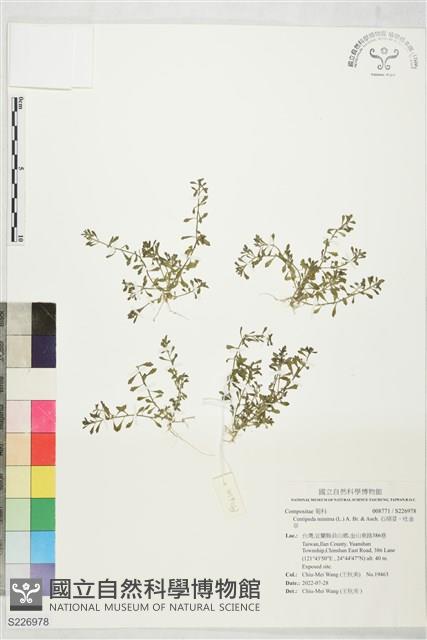 石胡荽、吐金草藏品圖，第1張