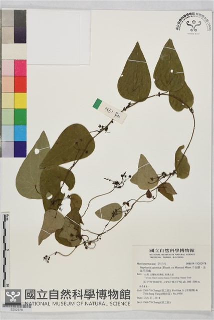 千金藤、金線吊烏龜藏品圖，第1張