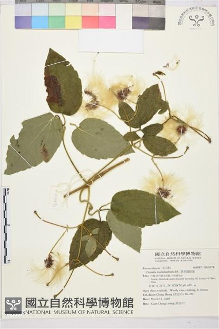 銹毛鐵線蓮藏品圖，第1張