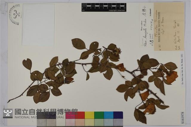 金櫻子藏品圖，第1張