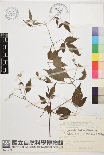 巴氏鐵線蓮藏品圖，第1張