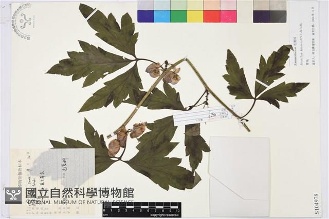 草烏頭藏品圖，第1張