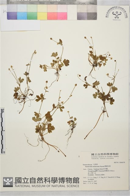 鹿場毛茛藏品圖，第1張