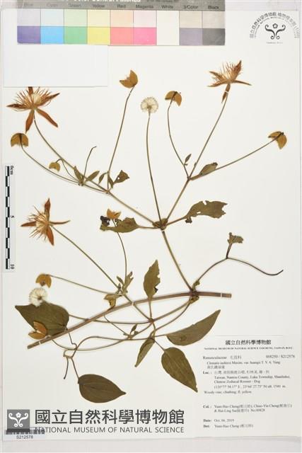 黃氏鐵線蓮藏品圖，第1張