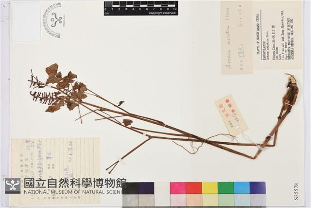 類葉升麻藏品圖，第1張