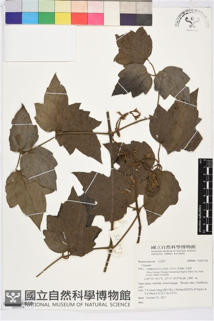 登錄號:S203578藏品圖，第1張