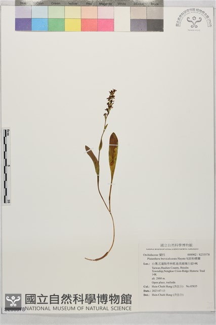 短距粉蝶蘭藏品圖，第1張