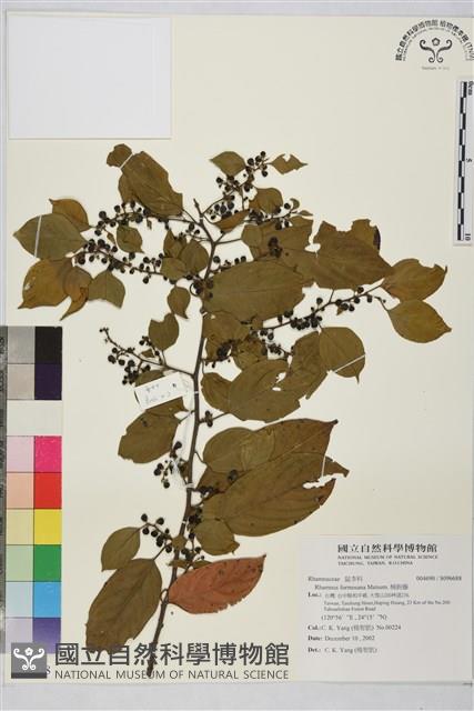 桶鉤藤藏品圖，第1張