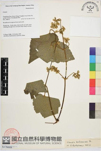 毛木通藏品圖，第1張