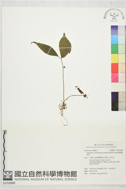 糙梗樓梯草藏品圖，第1張