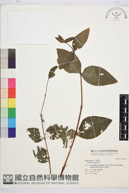 全緣鐵線蓮藏品圖，第1張