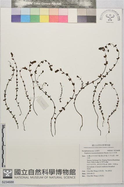 玉山小米草藏品圖，第1張
