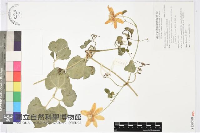 屏東鐵線蓮藏品圖，第1張