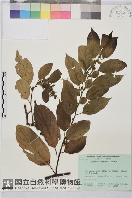 桶鉤藤藏品圖，第1張