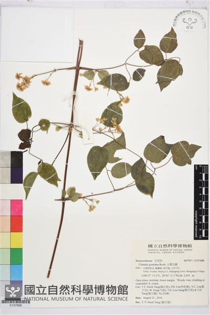 小蓑衣藤藏品圖，第1張