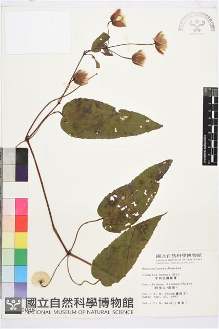 亨利氏鐵線蓮藏品圖，第2張