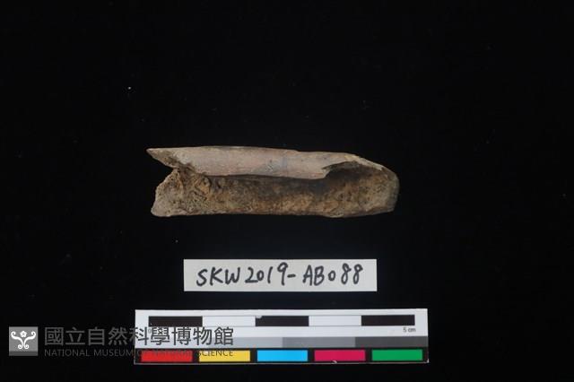 獸骨藏品圖，第1張