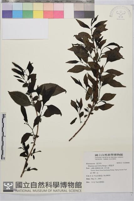 小葉鼠李藏品圖，第1張