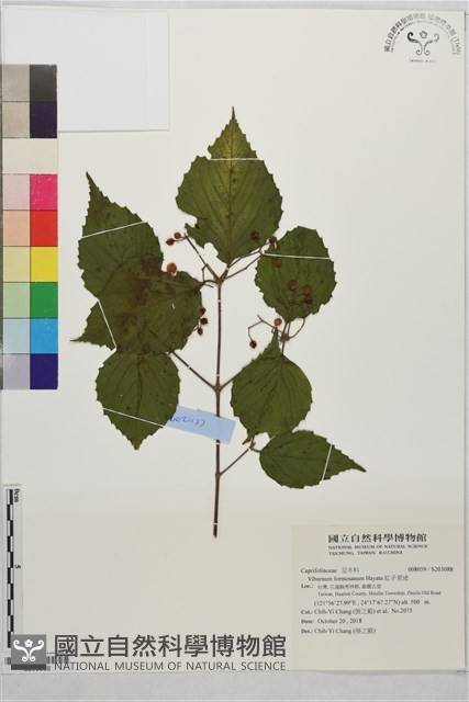 紅子莢迷藏品圖，第1張