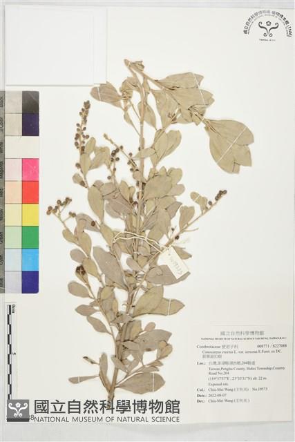 銀葉鈕扣樹藏品圖，第1張