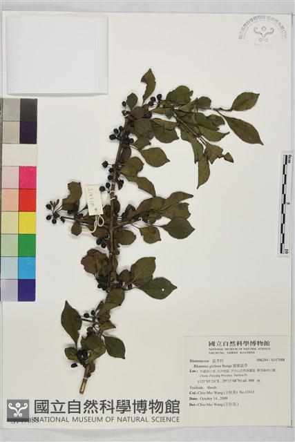 圓葉鼠李藏品圖，第1張