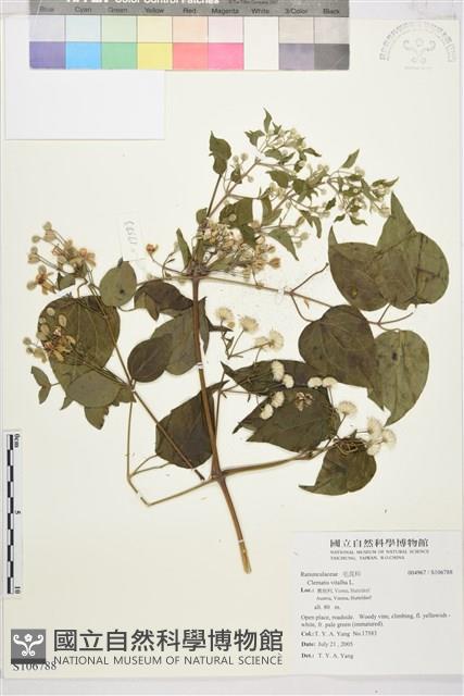 葡萄葉鐵線蓮藏品圖，第1張