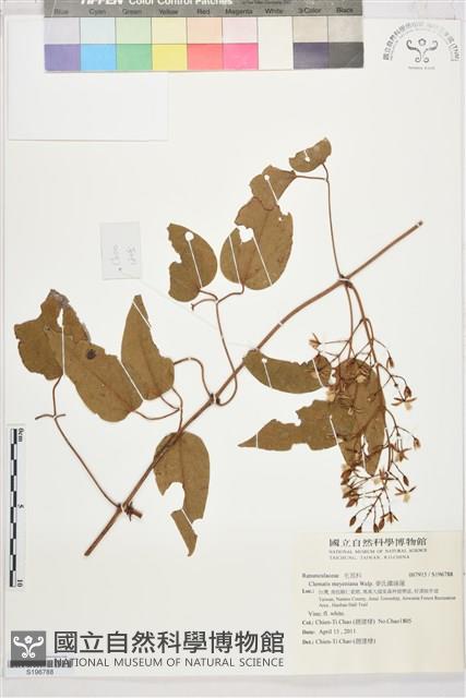 麥氏鐵線蓮藏品圖，第1張