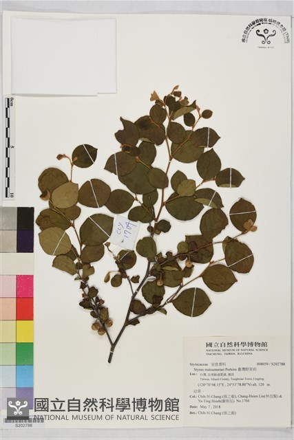 臺灣野茉莉藏品圖，第1張