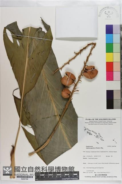 山薑藏品圖，第1張