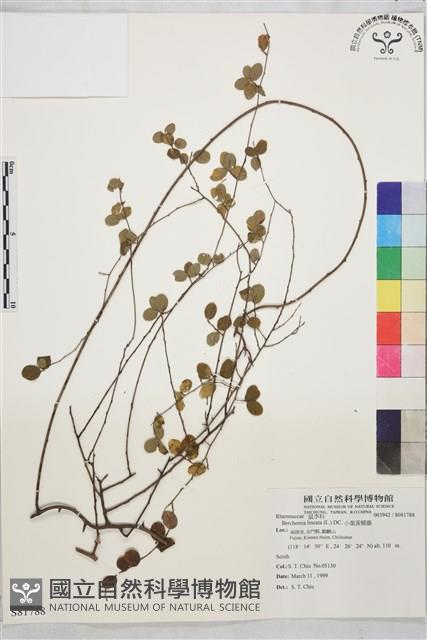 Supple Jack Collection Image