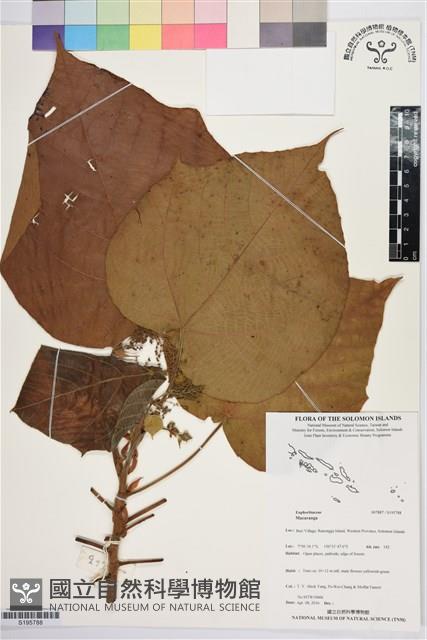 登錄號:S195788藏品圖，第1張