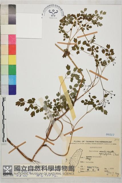 微毛爪哇唐松草藏品圖，第1張