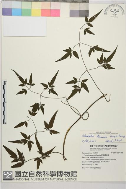 田村氏鐵線蓮藏品圖，第1張