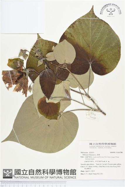 黃槿藏品圖，第1張