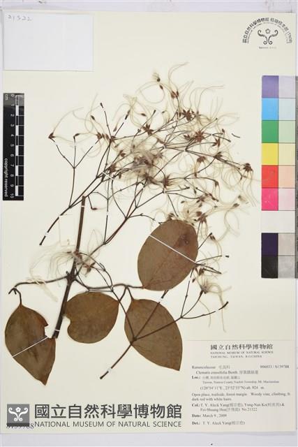 厚葉鐵線蓮藏品圖，第1張