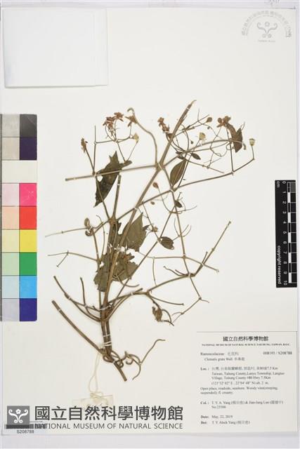 串鼻龍藏品圖，第1張