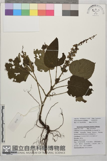 河南鼠尾草藏品圖，第1張