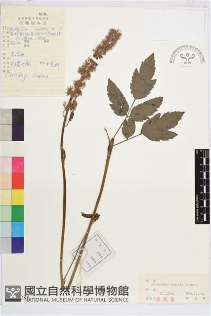 單穗升麻藏品圖，第2張