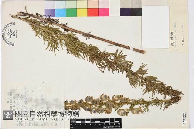 鐵棒錘藏品圖，第1張