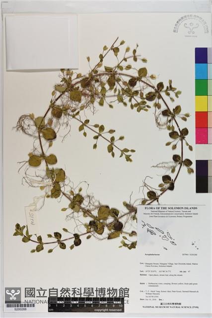 登錄號:S200288藏品圖，第1張