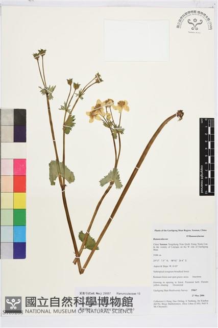 掌裂驢蹄草藏品圖，第1張