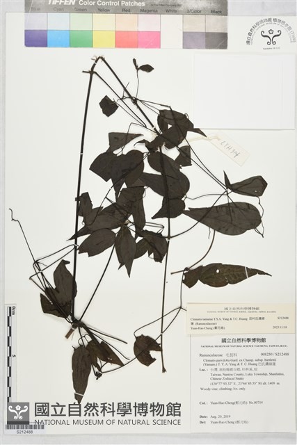 田村氏鐵線蓮藏品圖，第1張