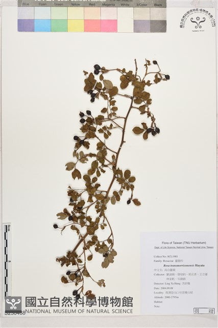 高山薔薇藏品圖，第1張