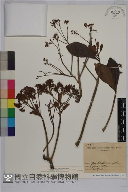 樹杞藏品圖，第1張