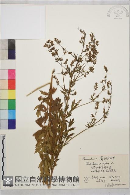 箭頭唐松草藏品圖，第1張