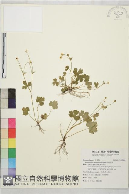 鹿場毛茛藏品圖，第1張