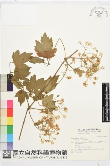 串鼻龍藏品圖，第1張