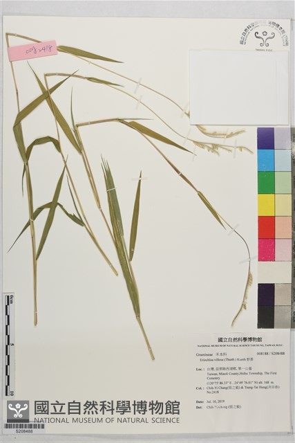 野黍藏品圖，第1張