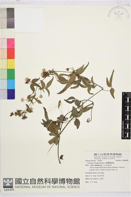 臺灣鐵線蓮藏品圖，第2張