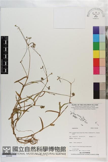 登錄號:S203488藏品圖，第1張